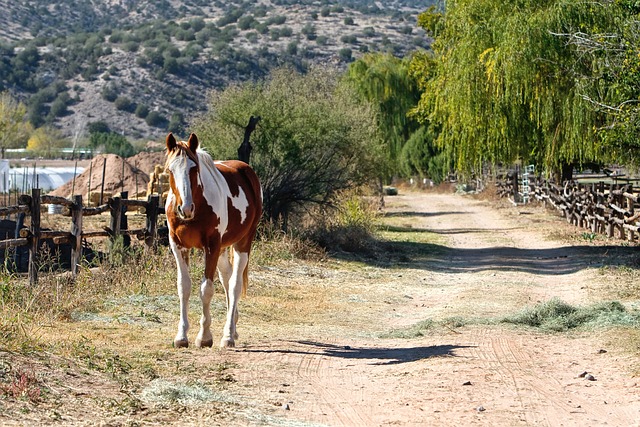 Circle of Hope Girls Ranch