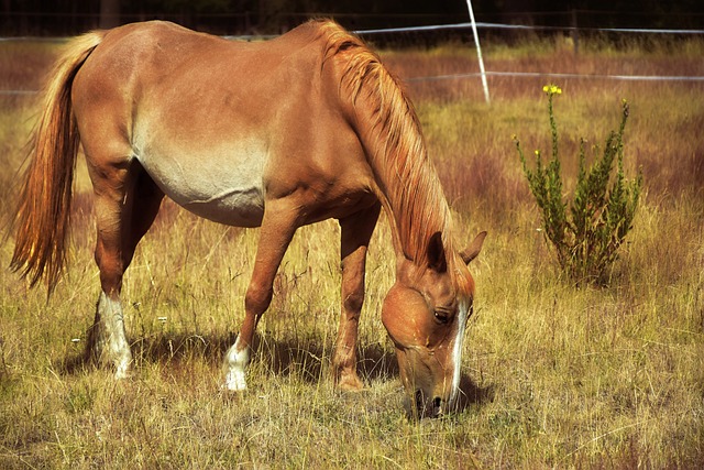 Circle of Hope Girls Ranch