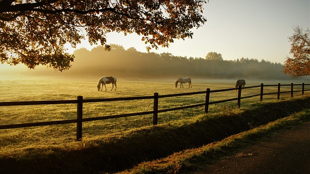 Masters Ranch