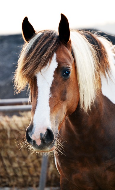 Justice for Circle of Hope Victims: Uncovering, Healing, Accountability for Ranch Abuse