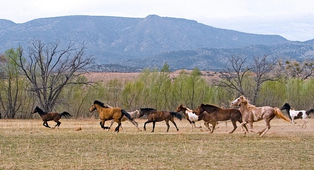 Circle of Hope Girls Ranch Abuse