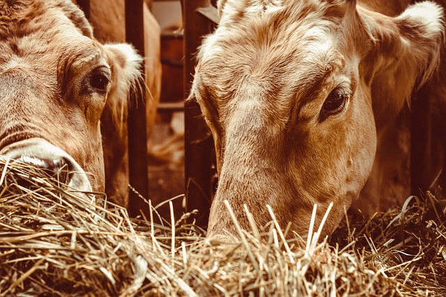 Circle of Hope Girls Ranch Lawsuit