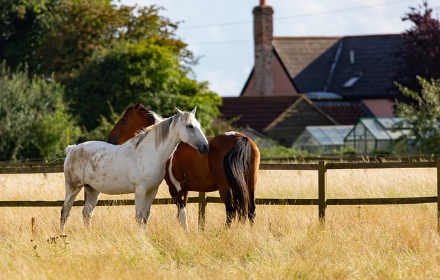 Masters Ranch Attorney