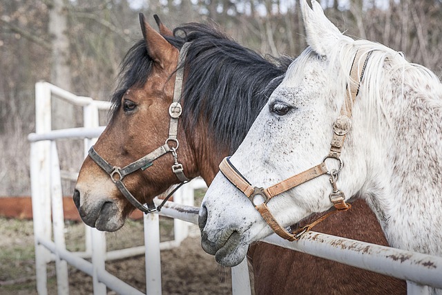 Masters Ranch Attorney