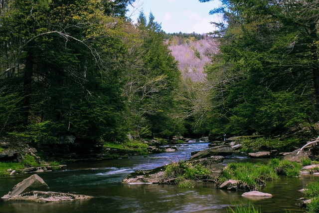 Rocky Creek Youth Camp Abuse