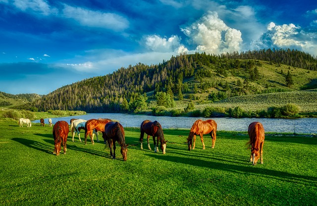 Valley Springs Youth Ranch and W E Sears Attorney