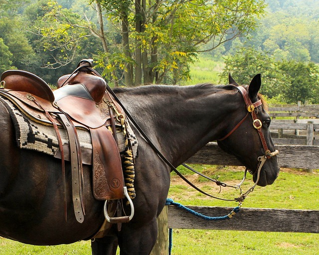 Valley Springs Youth Ranch and W E Sears Attorney