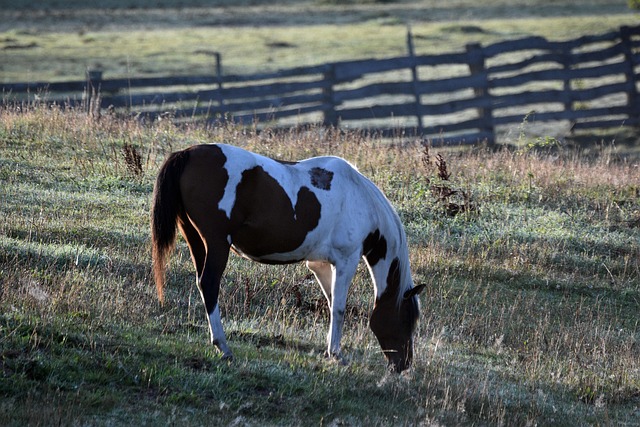 Holding Circle of Hope Girls Ranch Accountable for Historical Abuse