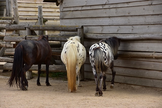 Healing from Within: Supporting Circle of Hope Ranch Abuse Survivors