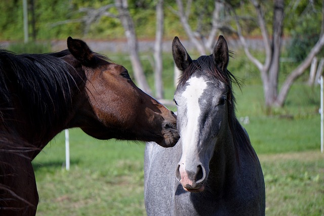 Empowering Masters Ranch Abuse Victims’ Families Through Advocacy