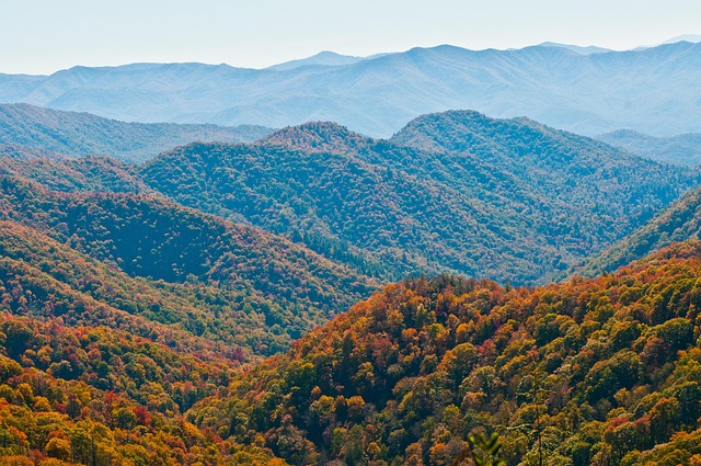 Navigating Justice: Trusted Attorneys for Piney Ridge Abuse Cases