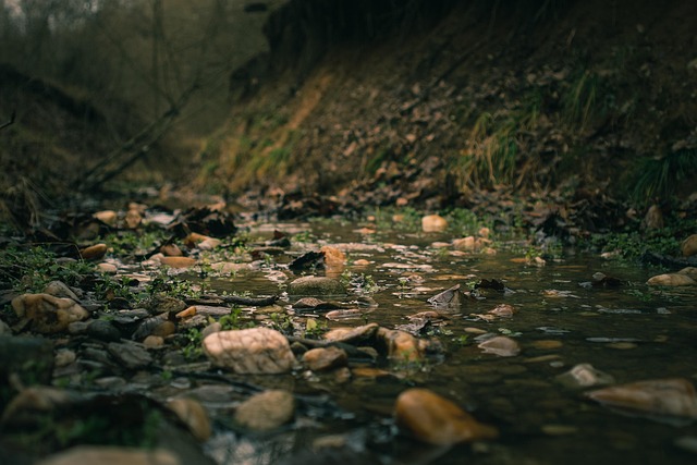 Legal Support for Rocky Creek Abuse Survivors: A Comprehensive Guide