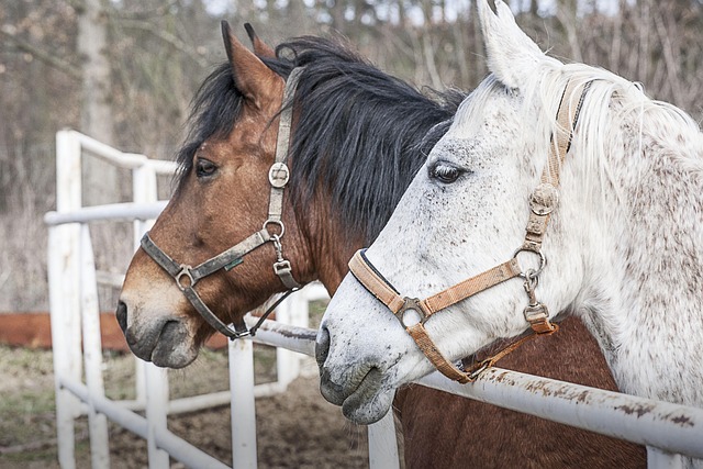 Justice for Circle of Hope Survivors: Seeking Accountability with Help from Ranch Attorneys