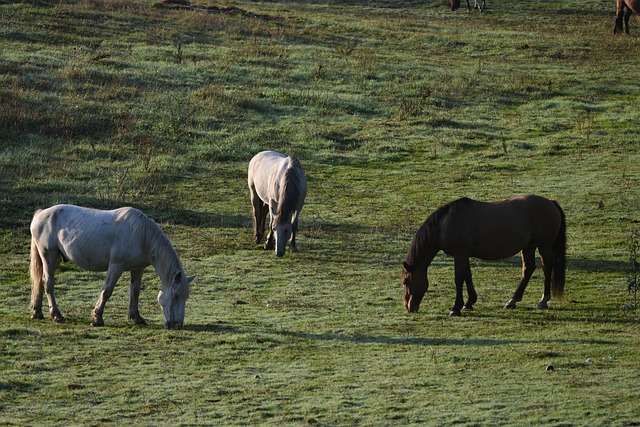 Circle of Hope Girls Ranch Lawyer: Navigating Claims with Expert Support