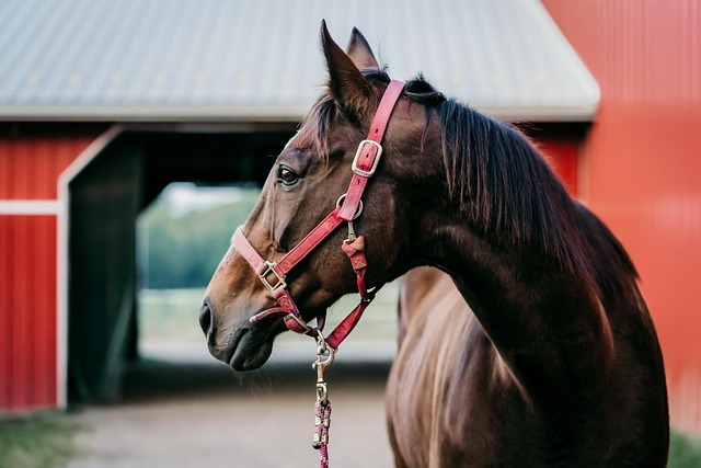 Circle of Hope Girls Ranch Lawyer