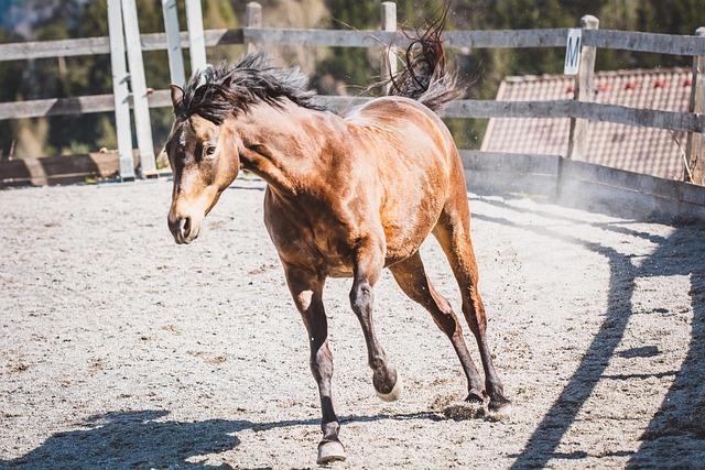 Advocating for Justice: Masters Ranch Abuse Survivors’ Rights