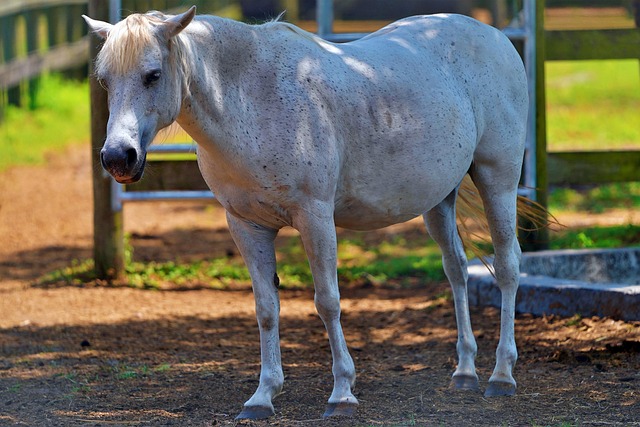 Mastering Legal Resources: Finding Justice for Masters Ranch Abuse Claims