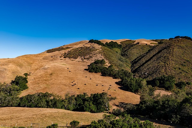 Accountability for Misconduct at Valley Springs Youth Ranch with W E Sears Attorney