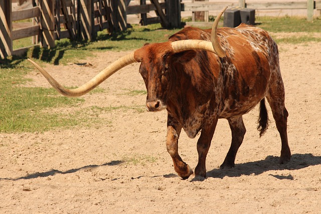 circle-of-hope-girls-ranch-attorney-640x480-22289314.jpeg