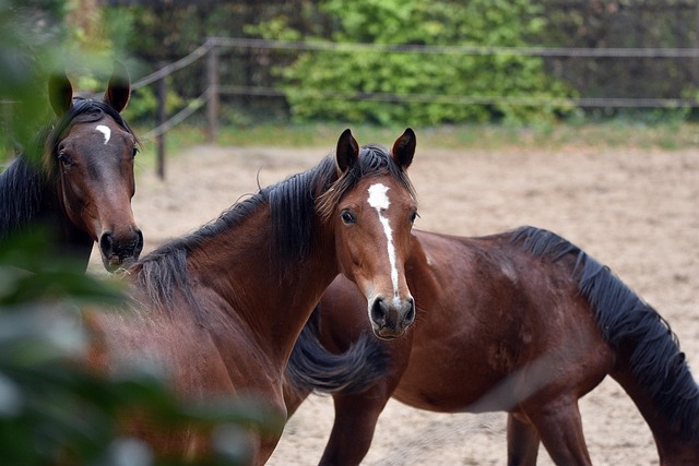 circle-of-hope-girls-ranch-lawyer-640x480-80421778.jpeg