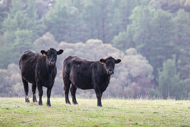 Masters Ranch