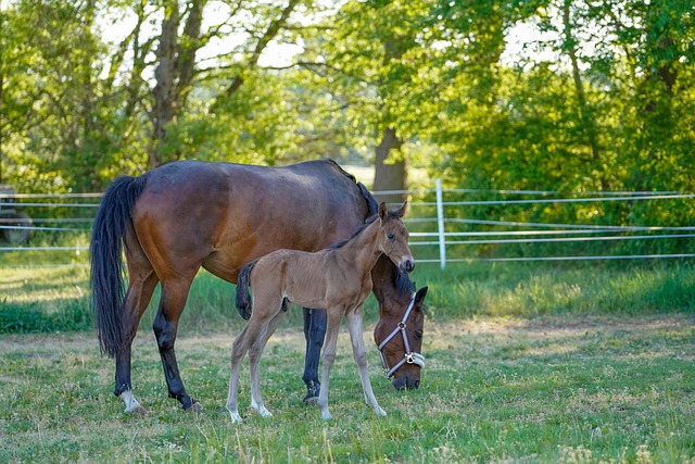 Masters Ranch Attorney