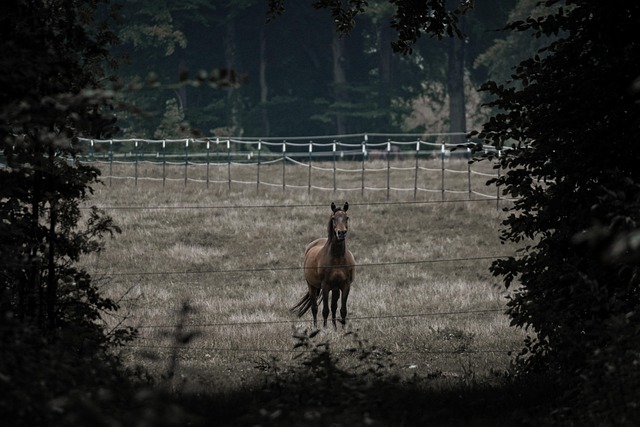Masters Ranch Attorney