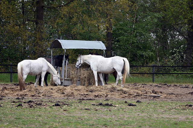 Masters Ranch Lawsuit