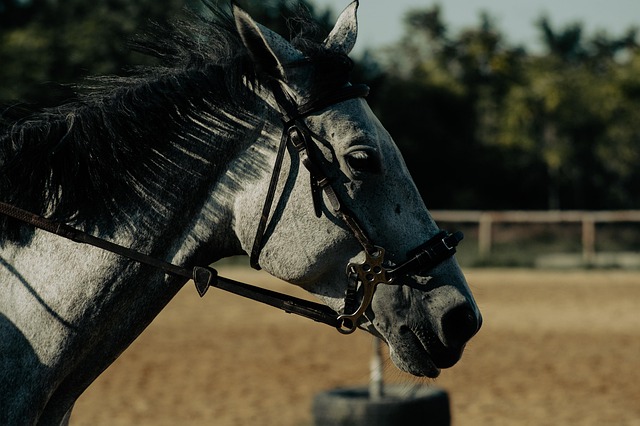 Holding Circle of Hope Accountable: Ranch Abuse Exposure & Justice