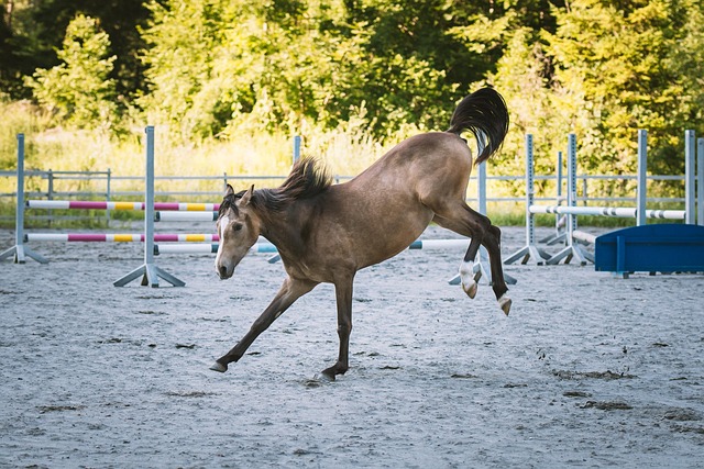 masters-ranch-abuse-640x480-28802248.jpeg