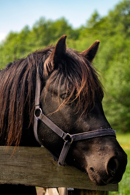 Masters Ranch Attorney